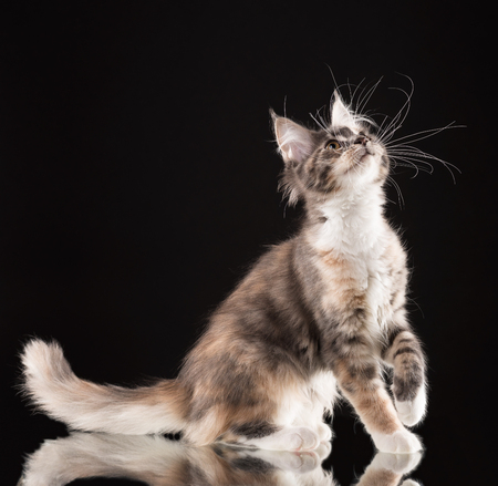 Fluffy Maine Coon kitten over black backgroundの写真素材