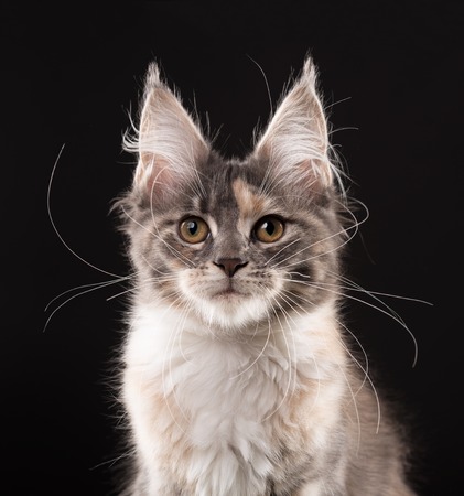 Portrait of fluffy Maine Coon kitten over black backgroundの写真素材