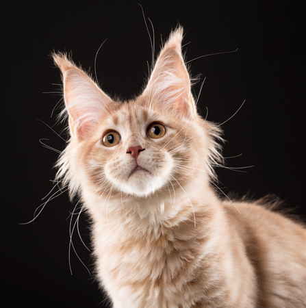 Portrait of fluffy Maine Coon kitten over black backgroundの写真素材