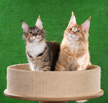 Maine Coon kittens on the scratching-stone over green grass backgroundの写真素材