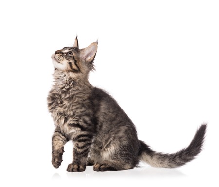 Fluffy Maine Coon kitten isolated over white backgroundの写真素材