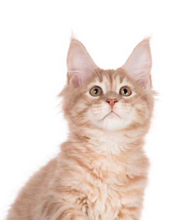 Fluffy Maine Coon kitten isolated over white backgroundの写真素材
