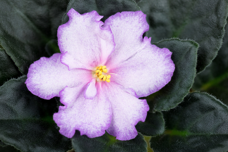 Beautiful violet flower over dark green leaves backgroundの写真素材