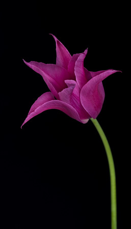 Bright plum tulip isolated over white backgroundの写真素材