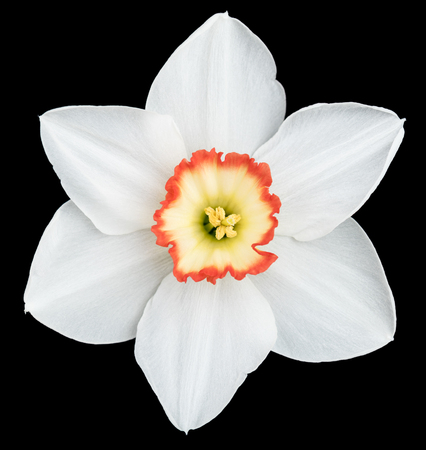 Bright spring narcissus over black background close-upの写真素材