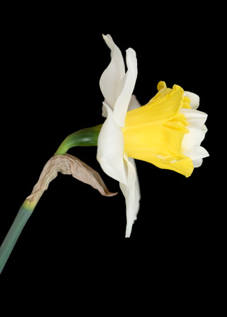 Bright spring narcissus over black background close-upの写真素材