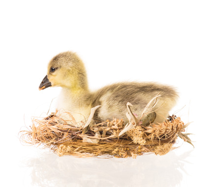 Cute little gosling in the nest isolated over white backgroundの写真素材