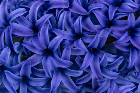 Spring fresh hyacinth with bright blue flowers backgroundの写真素材