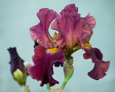 Bright plum iris flower over light blue backgroundの写真素材