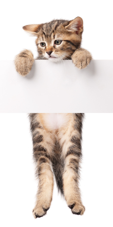 Cute siberian kitten with empty blank billboard over white backgroundの写真素材