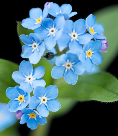 Fresh blue forget-me-not flowers with green leaves over black backgroundの写真素材