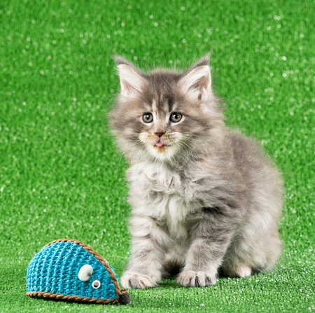 Maine Coon kitten with toy ball over green grass backgroundの写真素材