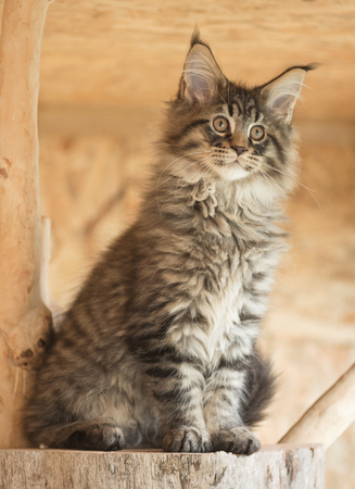 Cute Maine Coon kitten on the stump in the open-air cageの写真素材