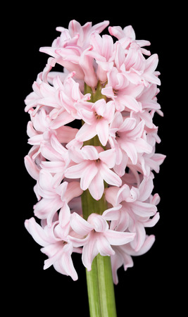 Bright hyacinth with light pink flowers over black backgroundの写真素材