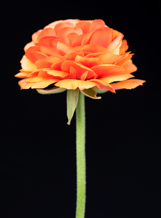 Red buttercup with bright petals over black backgroundの写真素材