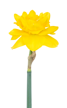 Bright spring narcissus isolated over white background close-upの写真素材