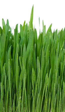 Bright fresh green grass over white backgroundの写真素材