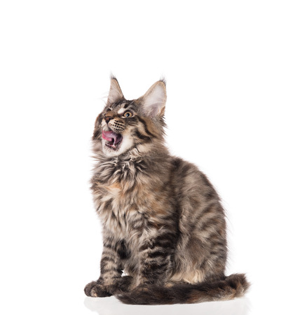 Fluffy Maine Coon kitten licking its lips isolated over white backgroundの写真素材