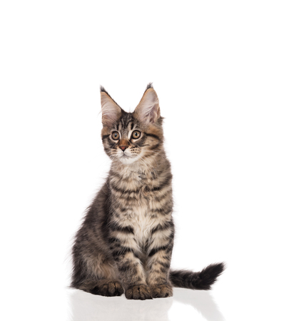 Fluffy Maine Coon kitten isolated over white backgroundの写真素材