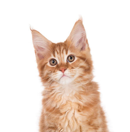 Fluffy Maine Coon kitten isolated over white backgroundの写真素材