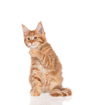 Fluffy Maine Coon kitten isolated over white backgroundの写真素材