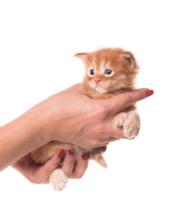 Fluffy Maine Coon kitten on the female hand isolated over white backgroundの写真素材