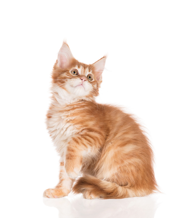 Fluffy Maine Coon kitten isolated over white backgroundの写真素材