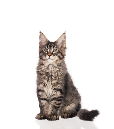 Fluffy Maine Coon kitten isolated over white backgroundの写真素材