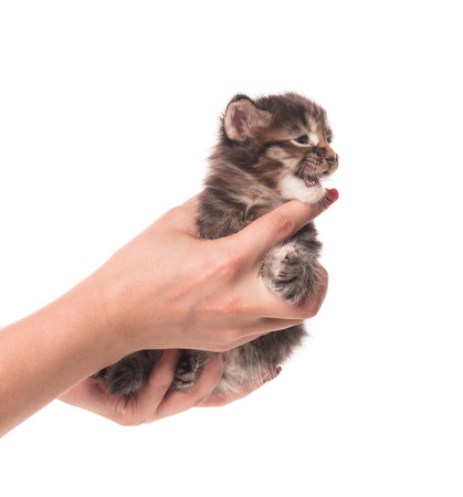Fluffy Maine Coon kitten on the female hand isolated over white backgroundの写真素材