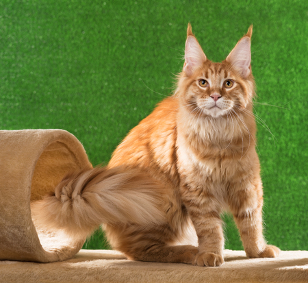 Maine Coon kitten on the scratching-stone over green grass backgroundの写真素材
