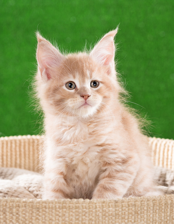 Portrait of Maine Coon kitten over green grass backgroundの写真素材