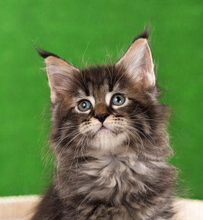 Portrait of Maine Coon kitten over green grass backgroundの写真素材