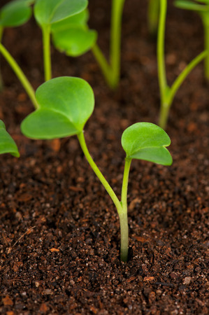 Young green sprouts on a black organic soil close-upの写真素材