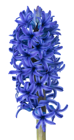 Bright blue hyacinth isolated over white backgroundの写真素材
