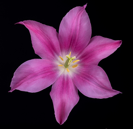Bright spring tulip with purple petals over black backgroundの写真素材
