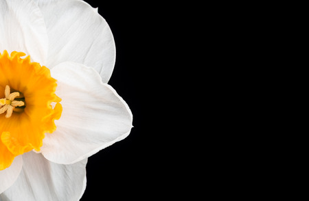Bright spring narcissus over black background with blank board for your textの写真素材