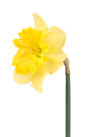Bright spring narcissus isolated over white background close-upの写真素材