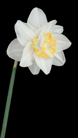Bright spring narcissus over black background close-upの写真素材