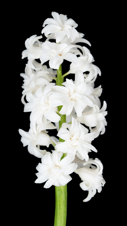Bright hyacinth with light pink flowers over black backgroundの写真素材