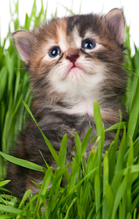 Cute little kitten in the bright green grass over white backgroundの写真素材
