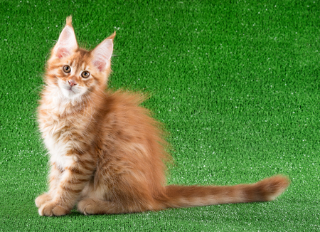 Cute Maine Coon kitten over green grass backgroundの写真素材