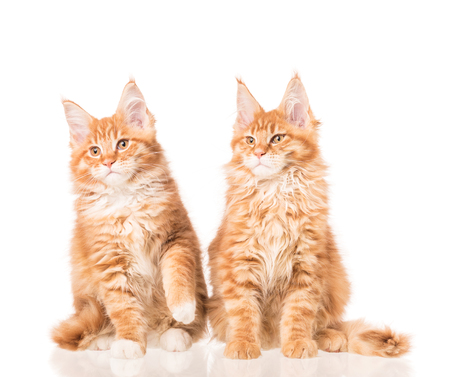 Fluffy Maine Coon kittens isolated over white backgroundの写真素材