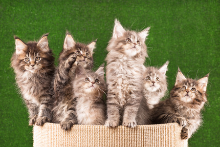 Maine Coon kittens on the scratching-stone over green grass backgroundの写真素材
