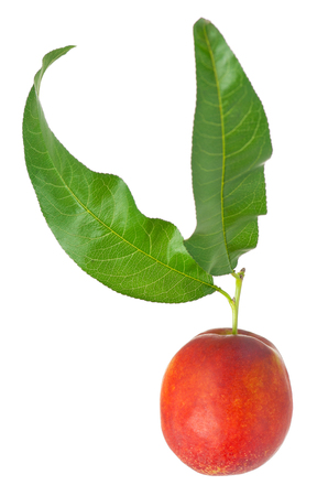 Tasty fresh nectarine with green leaf isolated on white backgroundの写真素材