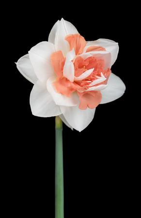 Bright spring narcissus over black background close-upの写真素材