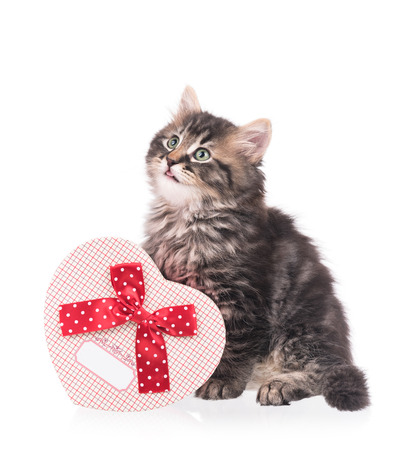 Cute fluffy kitten with gift box isolated over white backgroundの写真素材
