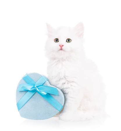 Cute fluffy kitten with gift box isolated over white backgroundの写真素材