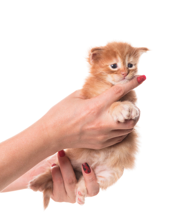 Fluffy Maine Coon kitten on the female hand isolated over white backgroundの写真素材