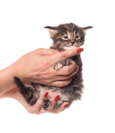Fluffy Maine Coon kitten on the female hand isolated over white backgroundの写真素材