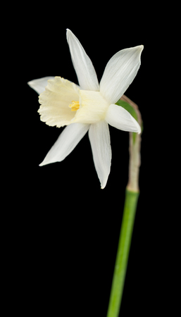 Bright spring narcissus over black background close-upの写真素材